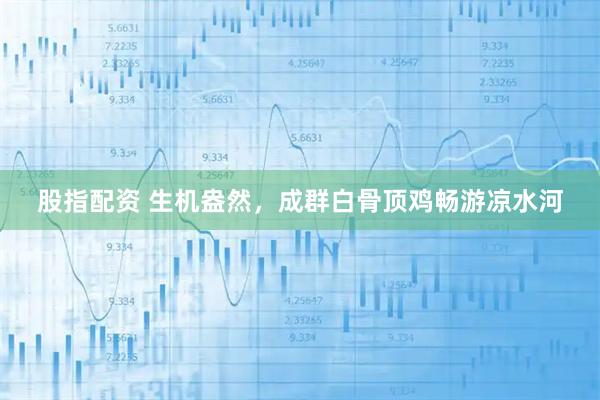 股指配资 生机盎然，成群白骨顶鸡畅游凉水河
